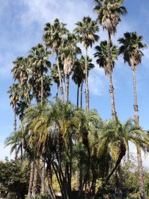 palm fan venice beach washingtonia robusta tree robu pa real kens nursery realtropicals wishlist